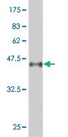 Anti-PBX3 Mouse Monoclonal Antibody [clone: 1A11]