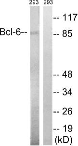 Western blot analysis of lysates from 293 cells using Anti-Bcl-6 Antibody. The right hand lane represents a negative control, where the antibody is blocked by the immunising peptide