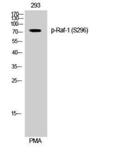 Western blot analysis of 293 cells using Anti-C-RAF (phospho Ser296) Antibody