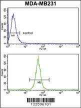 Anti-IL32 Rabbit Polyclonal Antibody