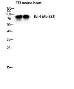 Western blot analysis of mouse heart NIH 3T3 cells using Anti-Bcl-6 Antibody