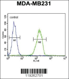 Anti-CTSS Rabbit Polyclonal Antibody