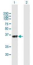 Anti-C5ORF51 Mouse Polyclonal Antibody