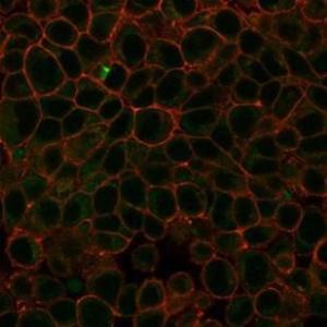 Immunofluorescent analysis of PFA-fixed HeLa cells stained with Anti-HDAC3 Antibody [PCRP-HDAC3-3C9] followed by Goat Anti-Mouse IgG (CFand#174; 488) (Green). CFand#174; 640R Phalloidin (Red)