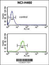 Anti-IL36B Rabbit Polyclonal Antibody