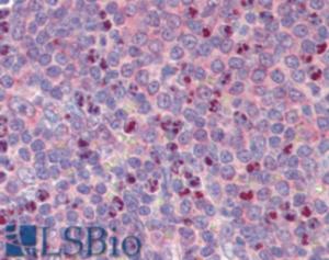 EB09418 (5 µg/ml) staining of paraffin embedded Human Spleen. Steamed antigen retrieval with citrate buffer pH 6, AP-staining.