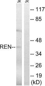 Anti-Renin Rabbit Polyclonal Antibody