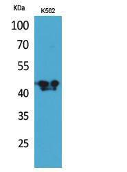 Western blot analysis of extracts from K562 cells using Anti-BCAT1 Antibody