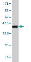 Anti-MGAT4A Mouse Monoclonal Antibody [clone: 4H4]