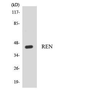 Western blot analysis of the lysates from HepG2 cells using Anti-REN Antibody