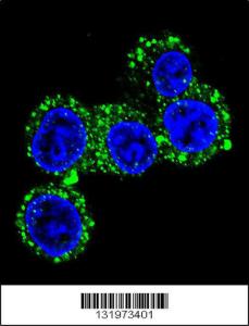 Anti-CACNG6 Rabbit Polyclonal Antibody (APC (Allophycocyanin))