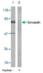 Anti-SNTA Rabbit Polyclonal Antibody