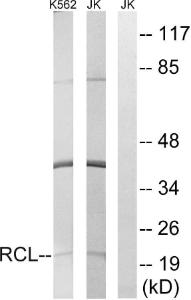 Antibody anti-RCL A101595-100 100 µg