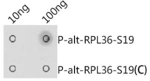 Dot blot analysis of a mixture of peptides using Anti-alt-RPL36 (phospho Ser19) Antibody (A305753) at a 1:1,000 dilution Exposure time: 1s