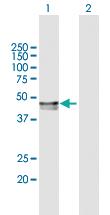 Anti-PPM1A Mouse Polyclonal Antibody