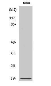 Antibody anti-RCL A101595-100 100 µg