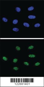 Anti-PIN1 Rabbit Polyclonal Antibody