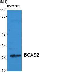 Western blot analysis of various cells using Anti-BCAS2 Antibody