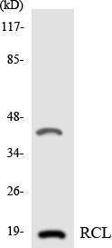 Anti-RCL Rabbit Polyclonal Antibody