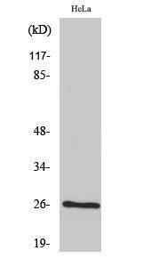 Western blot analysis of COS7 cells using Anti-BCAS2 Antibody