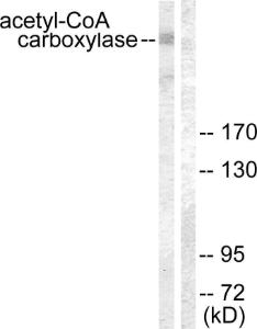 Western blot analysis of lysates from NIH/3T3 cells, treated with PMA 125 ng/ml 15' using Anti-acetyl CoA Carboxylase Antibody. The right hand lane represents a negative control, where the antibody is blocked by the immunising peptide