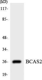 Western blot analysis of the lysates from HUVEC cells using Anti-BCAS2 Antibody