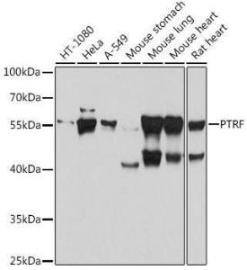 Anti-PTRF Rabbit Polyclonal Antibody