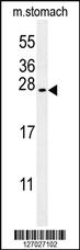 Anti-SRTD3 Rabbit Polyclonal Antibody