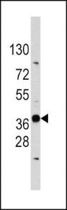 Anti-EDA Rabbit Polyclonal Antibody (APC (Allophycocyanin))