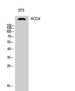 Western blot analysis of 3T3 cells using Anti-acetyl CoA Carboxylase Antibody