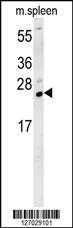 Anti-TMUB1 Rabbit Polyclonal Antibody