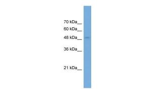 Anti-NPTX2 Rabbit Polyclonal Antibody