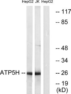 Western blot analysis of lysates from HepG2 and Jurkat cells using Anti-ATP5H Antibody. The right hand lane represents a negative control, where the antibody is blocked by the immunising peptide.