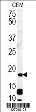 Anti-FPR3 Rabbit Polyclonal Antibody