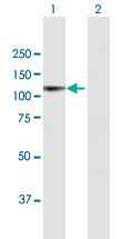 Anti-PIWIL2 Mouse Polyclonal Antibody