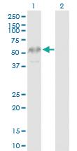 Anti-CK83 Rabbit Polyclonal Antibody