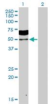 Anti-ZSCAN20 Rabbit Polyclonal Antibody