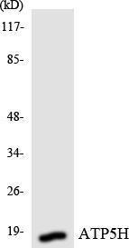 Western blot analysis of the lysates from HepG2 cells using Anti-ATP5 h Antibody