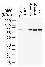 Anti-BAG3 Rabbit Polyclonal Antibody