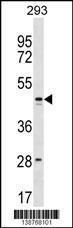 Anti-FAM155B Rabbit Polyclonal Antibody (AP (Alkaline Phosphatase))