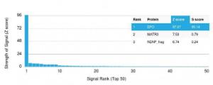 Analysis of protein array containing more than 19000 full-length human proteins using Anti-EPO Antibody [EPO/1367]