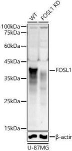 Western blot analysis of extracts from wild type(WT) and FOSL1 knockdown (KD) U-87MG cells, using Anti-FRA1 Antibody (A307329) at 1:1000 dilution