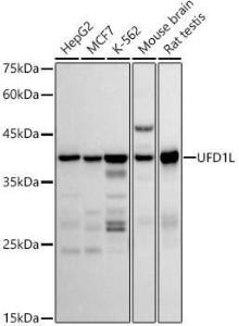 Western blot analysis of extracts of various cell lines, using Anti-UFD1L Antibody [ARC2969] (A307330) at 1:500 dilution. The secondary antibody was Goat Anti-Rabbit IgG H&L Antibody (HRP) at 1:10,000 dilution.