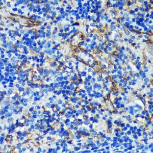 Anti-PTRF Rabbit Polyclonal Antibody