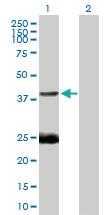 Anti-EAF1 Mouse Polyclonal Antibody