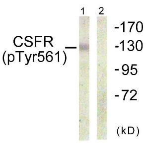 Anti-MCSF Receptor Rabbit Polyclonal Antibody