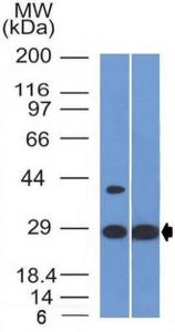 Western blot analysis of human heart tissue and HepG2 cell lysates using Anti-EPO Antibody [EPO/1368]