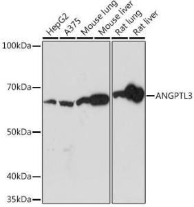 Western blot analysis of extracts of various cell lines, using Anti-ANGPTL3 Antibody [ARC1214] (A307333) at 1:1000 dilution. The secondary Antibody was Goat Anti-Rabbit IgG H&L Antibody (HRP) at 1:10000 dilution. Lysates/proteins were present at 25 µg per lane