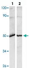 Anti-MAP2K1 Rabbit Polyclonal Antibody