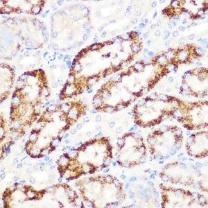 Immunohistochemistry analysis of paraffin-embedded mouse kidney using Anti-ANGPTL3 Antibody [ARC1214] (A307333) at a dilution of 1:100 (40X lens). Perform microwave antigen retrieval with 10 mM Tris/EDTA buffer pH 9.0 before commencing with IHC staining protocol